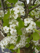 Pyrus communis flower