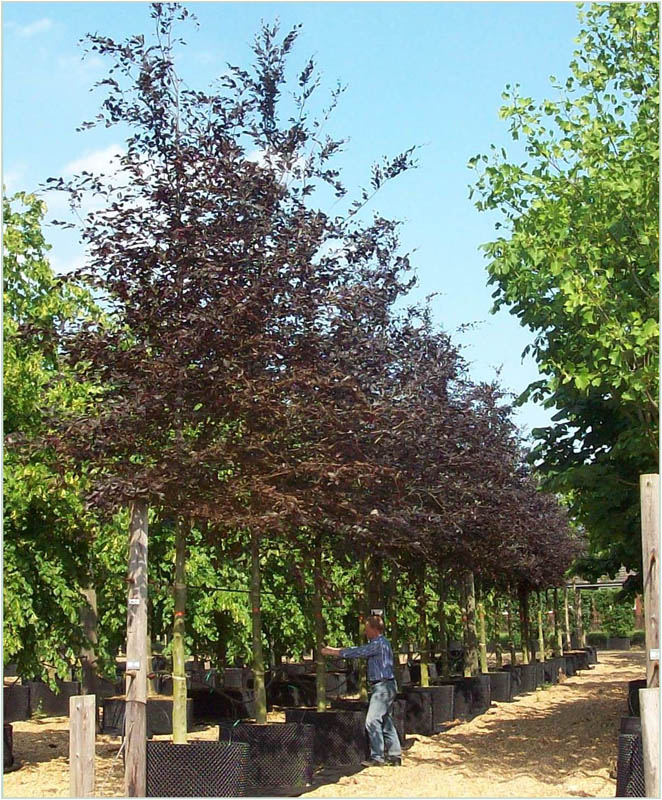 Fagus sylvatica Atropunicea Copper Beech