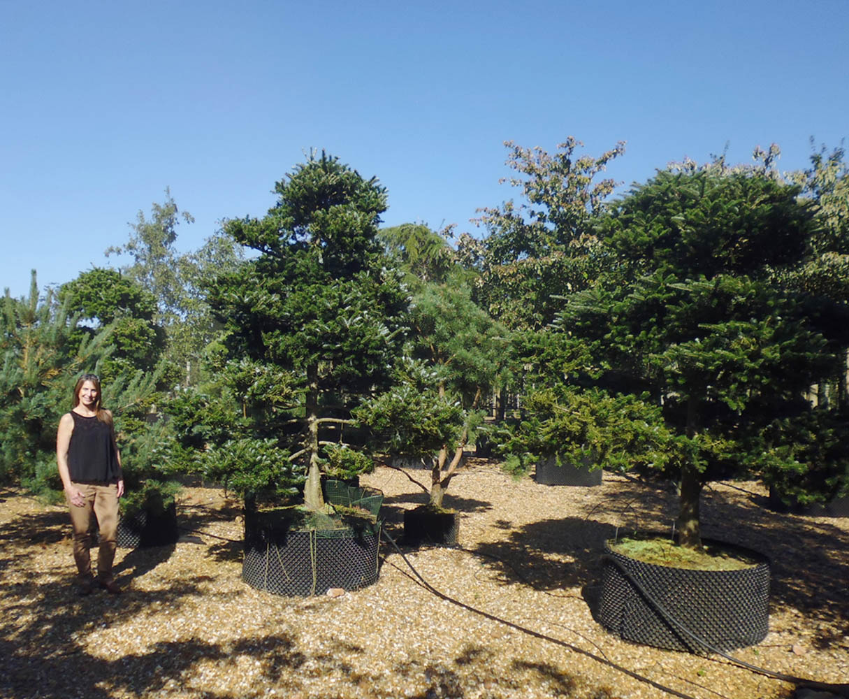 Abies koreana Korean Fir