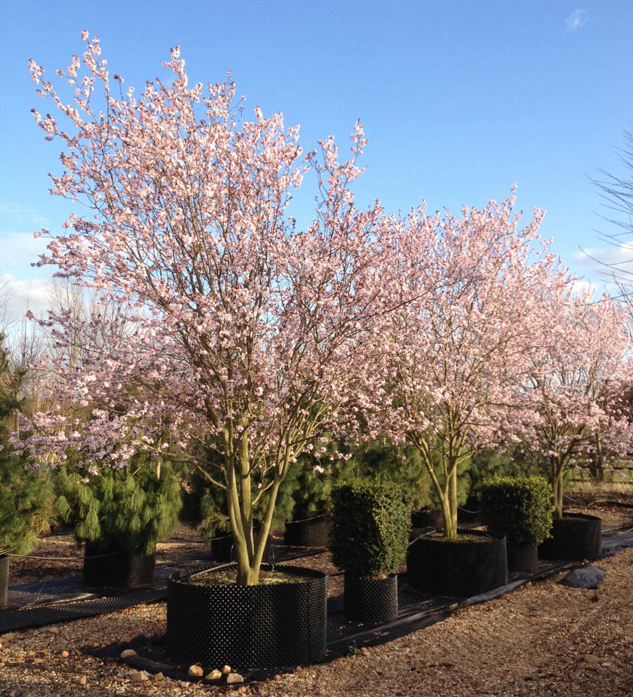 Prunus cerasifera 'Nigra' Black Cherry Plum