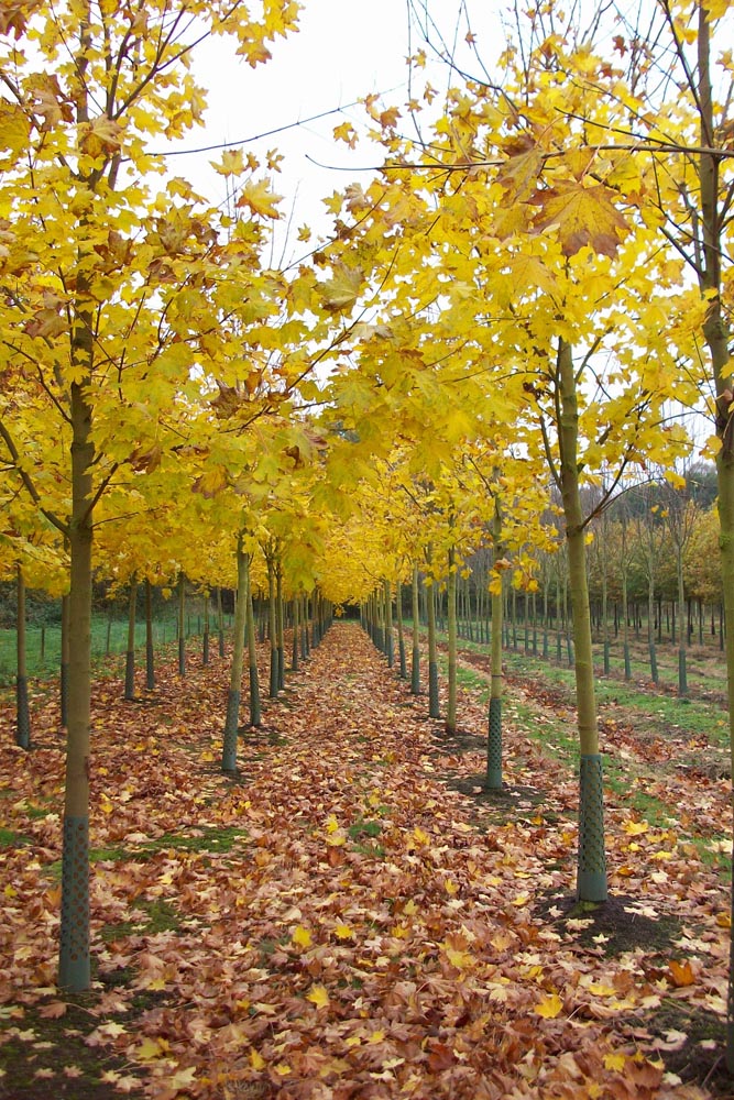 Acer platanoides 'Emerald Green' Norway Maple