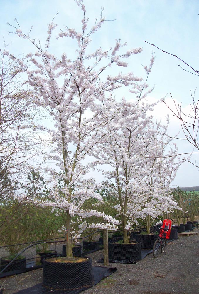 Prunus yedoensis - Yoshino cherry